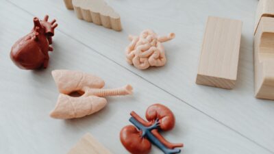 Wat is goed voor de nierfunctie
